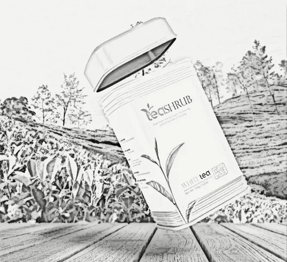 Tea Shrub, drawn in pencil