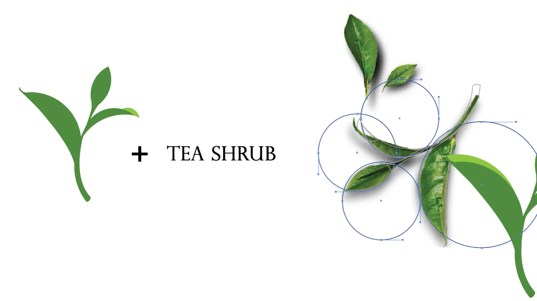 Tea Shrub, the logo