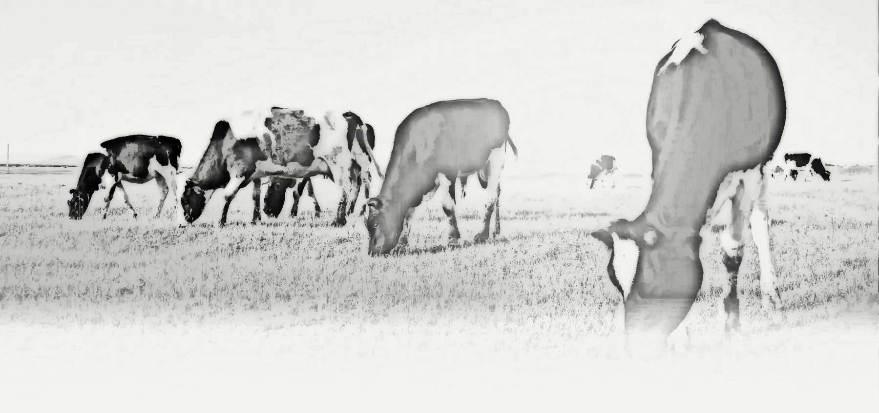 CFL Agro Lanka, drawn in pencil