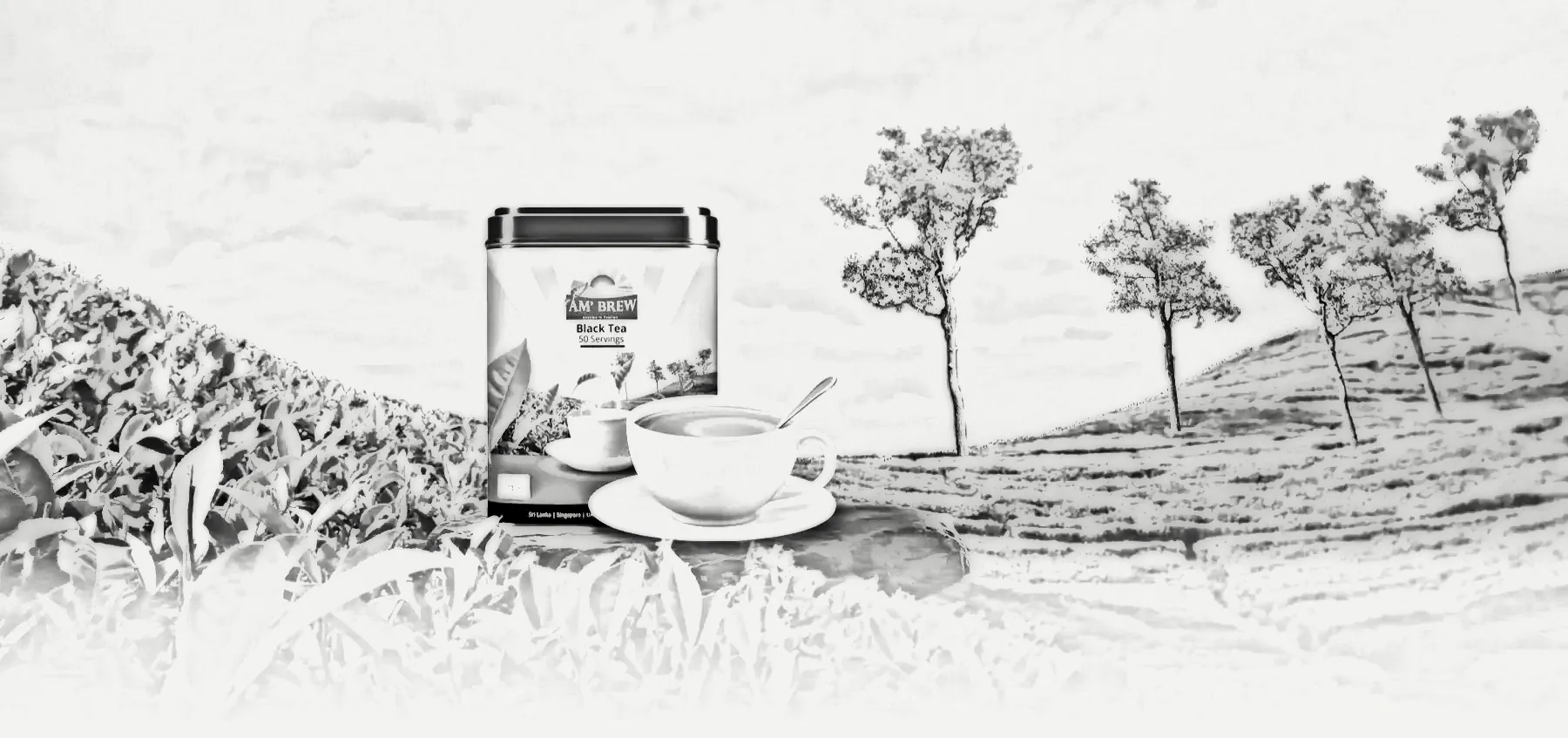 AM'Brew: the project as a pencil drawing
