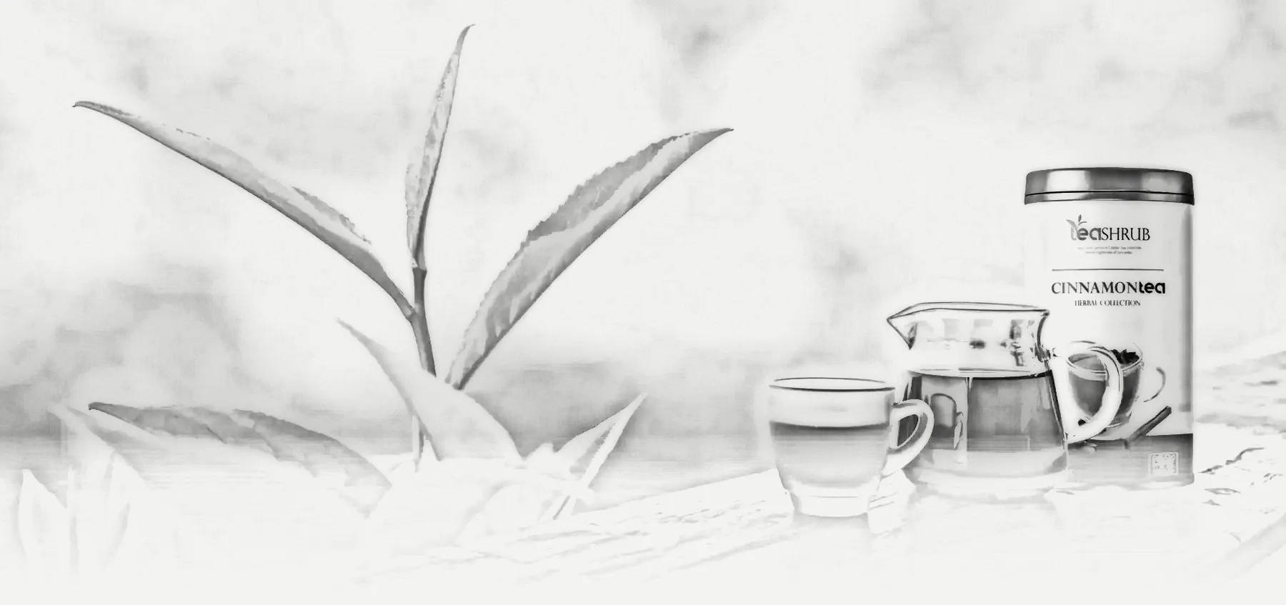 Tea Shrub: the project as a pencil drawing